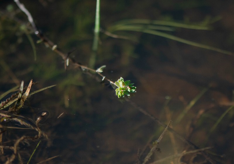 Adenogramma natans photo 8
