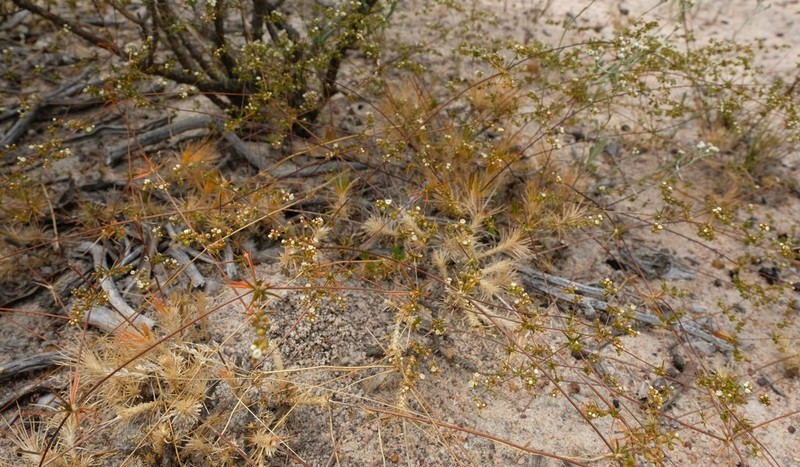 Adenogramma rigida
