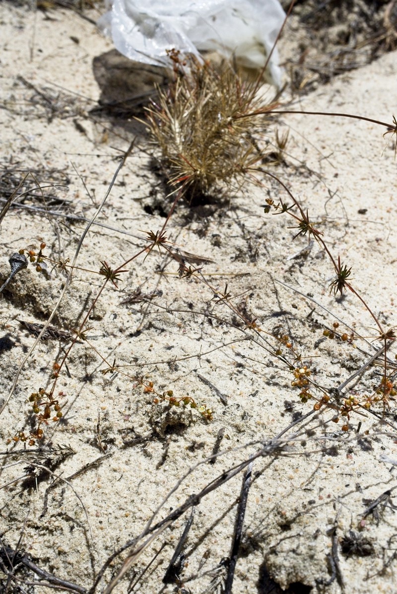 Adenogramma rigida photo 2
