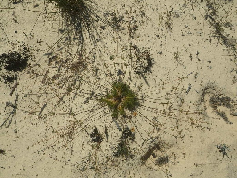 Adenogramma rigida photo 8
