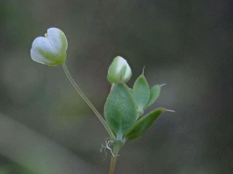 Adenogramma sylvatica photo 2