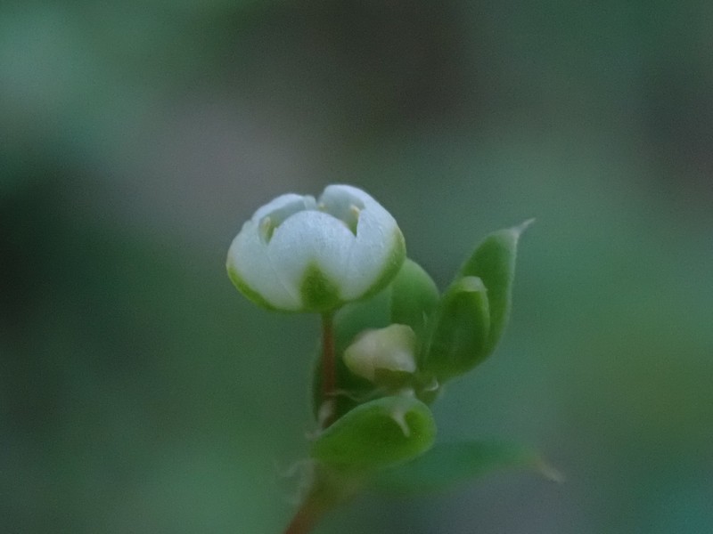 Adenogramma sylvatica photo 4