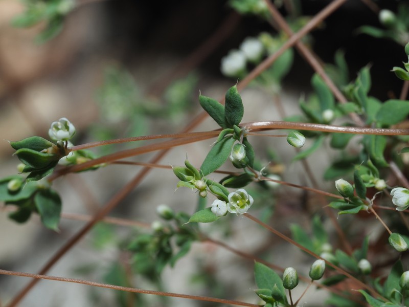 Adenogramma sylvatica photo 5