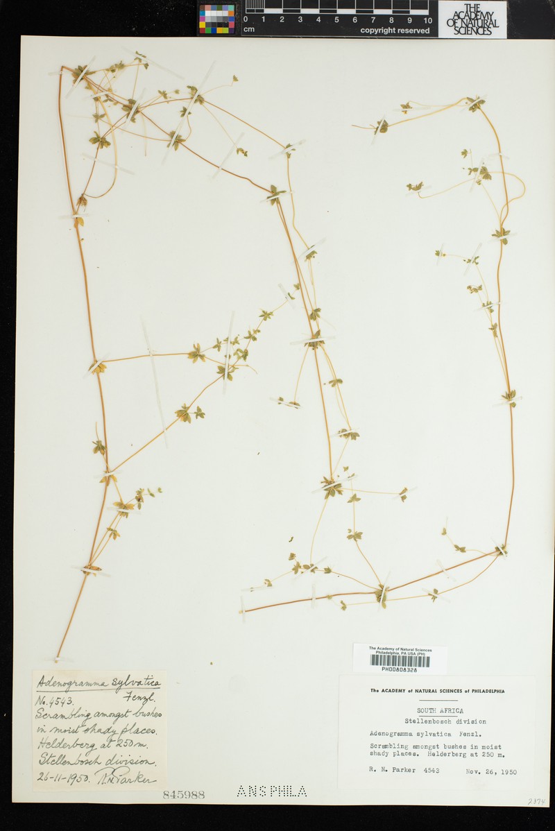Adenogramma sylvatica photo 7