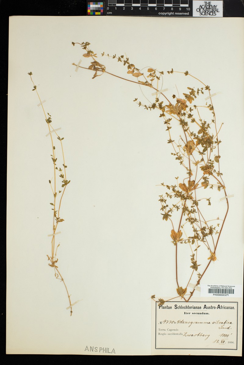 Adenogramma sylvatica photo 8