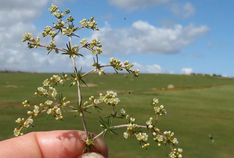 Adenogramma teretifolia photo 2
