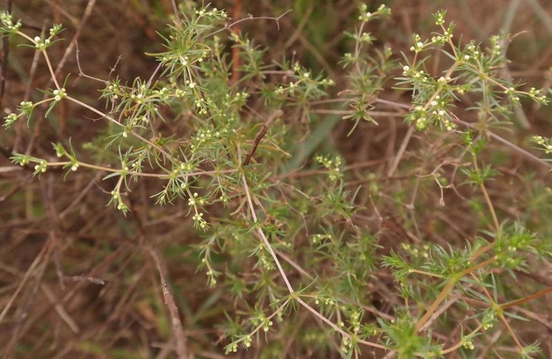 Adenogramma teretifolia photo 3