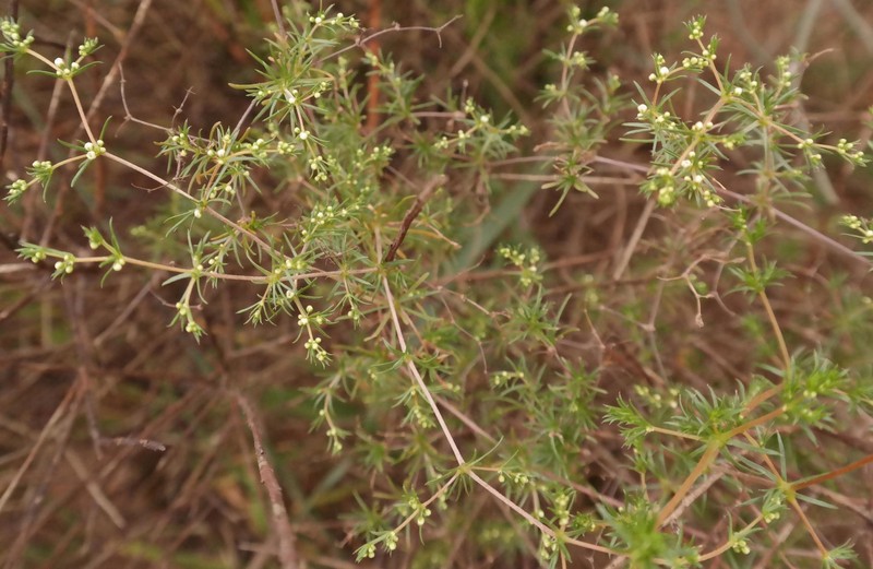 Adenogramma teretifolia photo 4