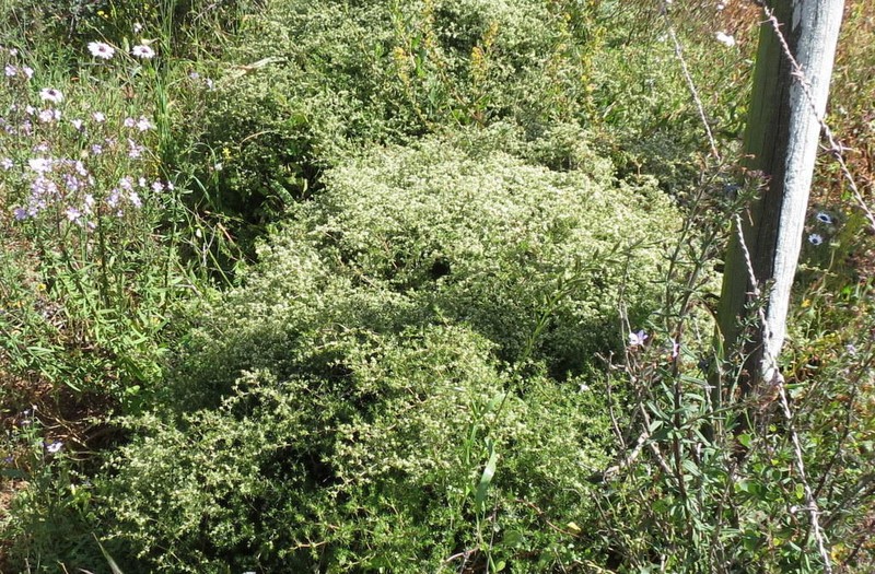 Adenogramma teretifolia photo 5