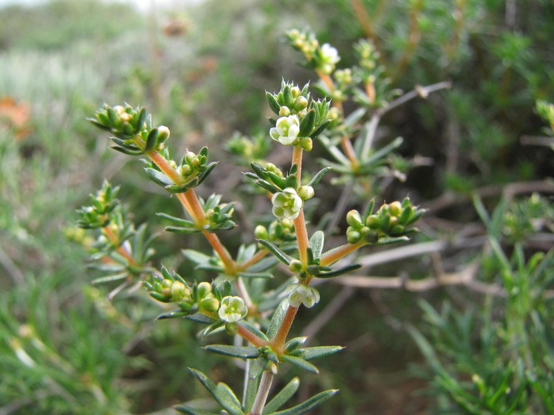 Adenogramma teretifolia photo 6