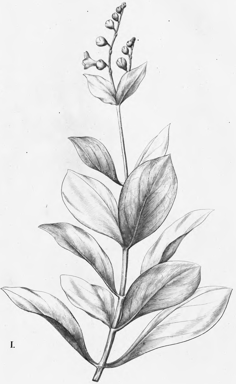 Adenolisianthus arboreus