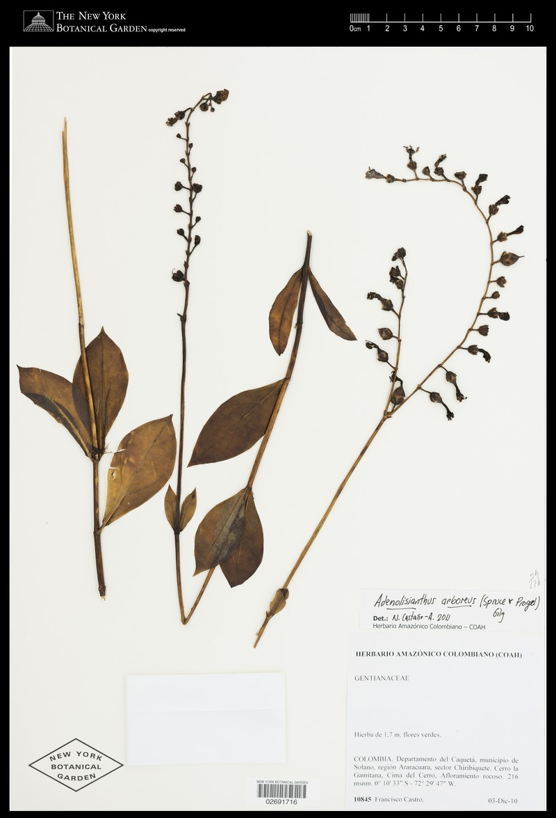 Adenolisianthus arboreus photo 2