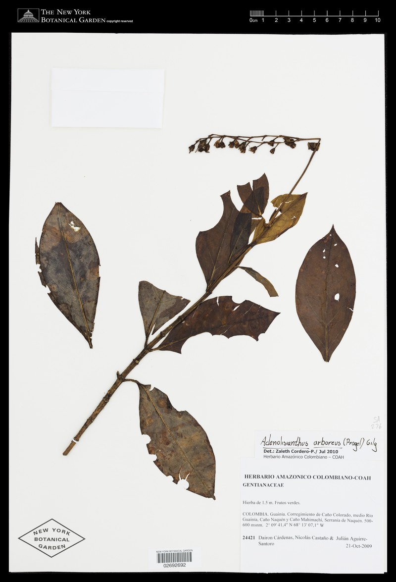 Adenolisianthus arboreus photo 3