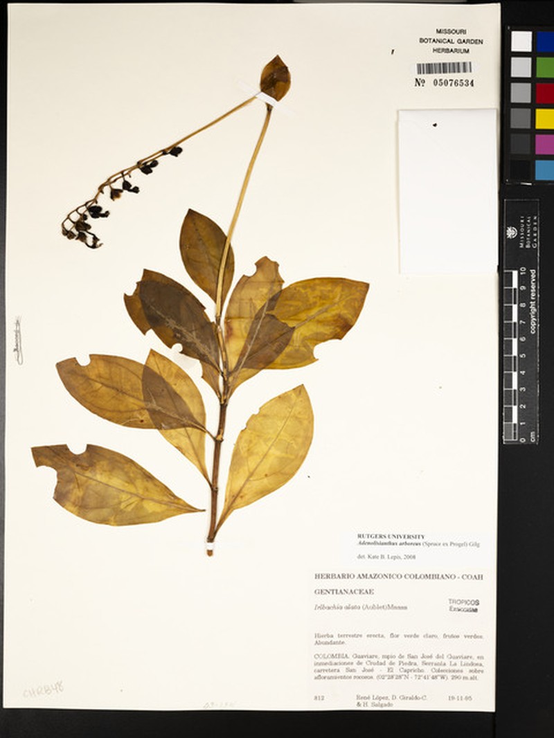 Adenolisianthus arboreus photo 4