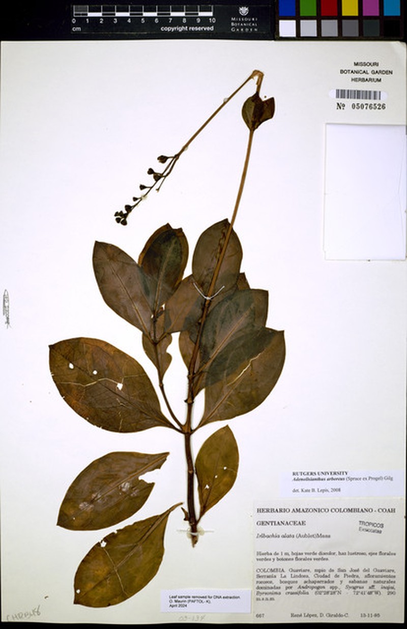 Adenolisianthus arboreus photo 5