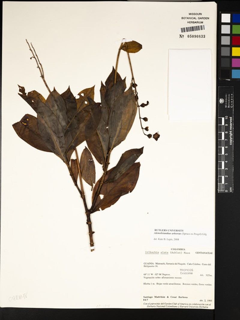Adenolisianthus arboreus photo 6