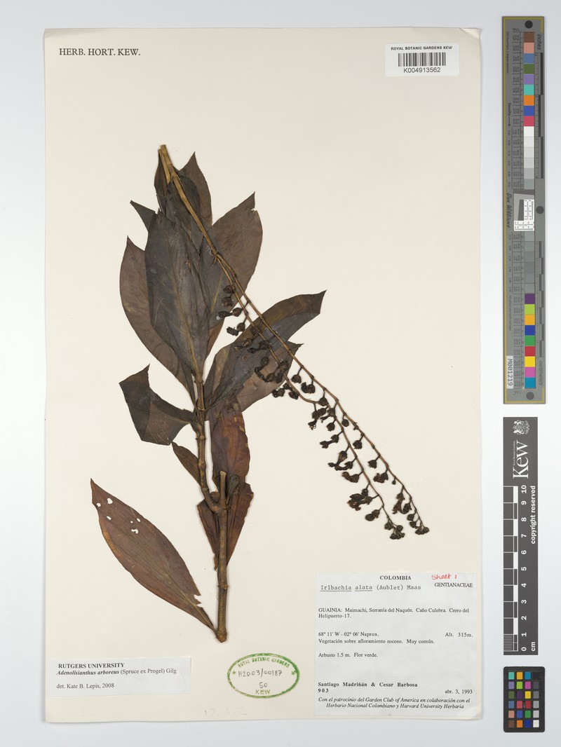 Adenolisianthus arboreus photo 8