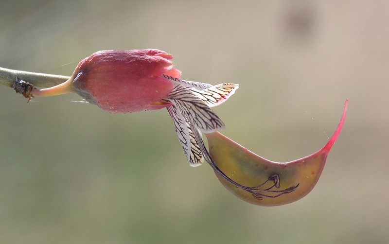 Adenolobus garipensis photo 2