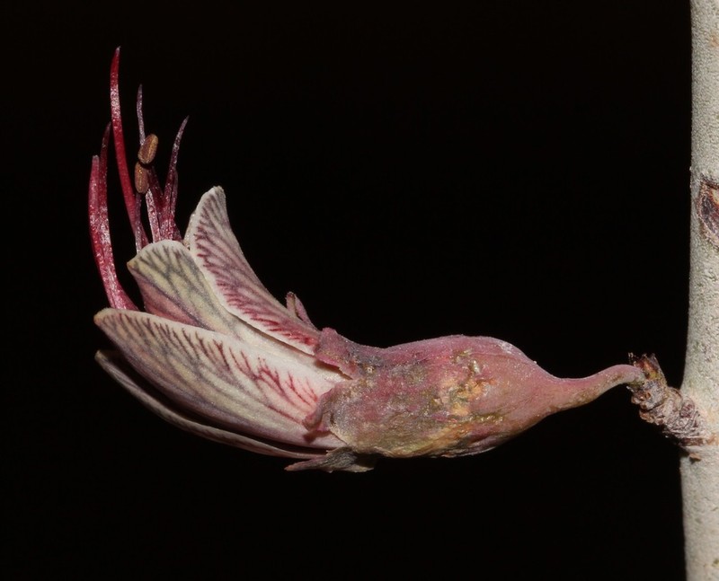 Adenolobus garipensis photo 3