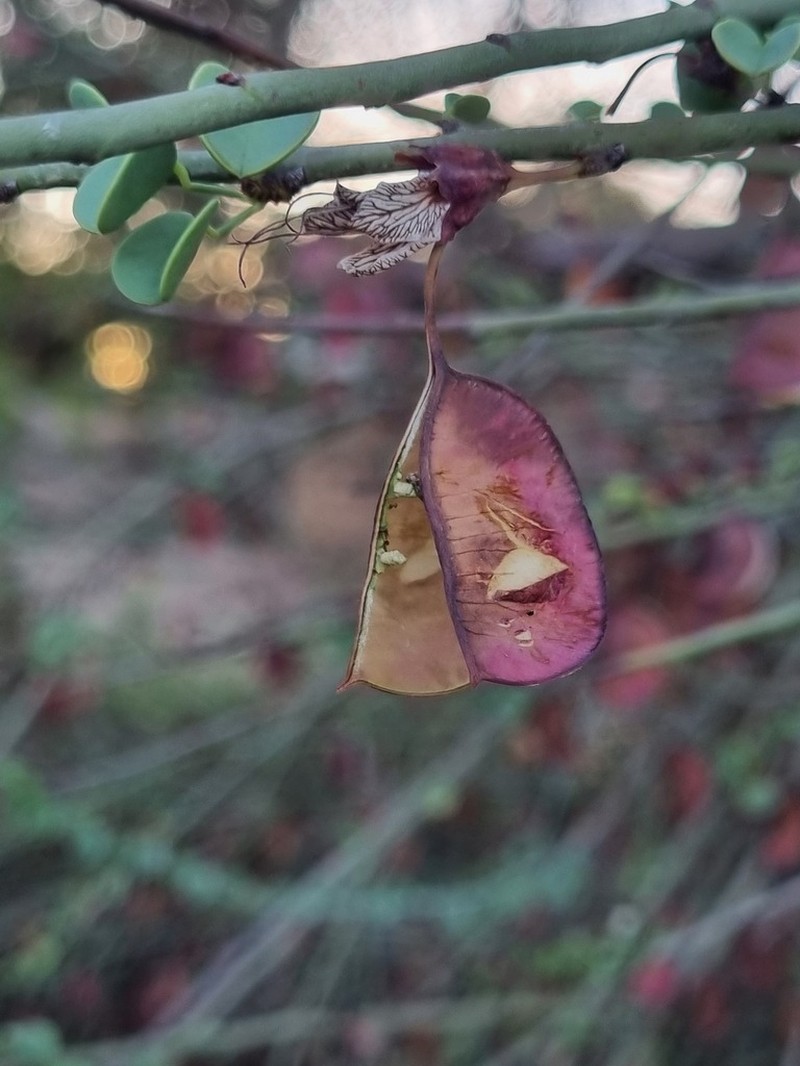 Adenolobus garipensis photo 4