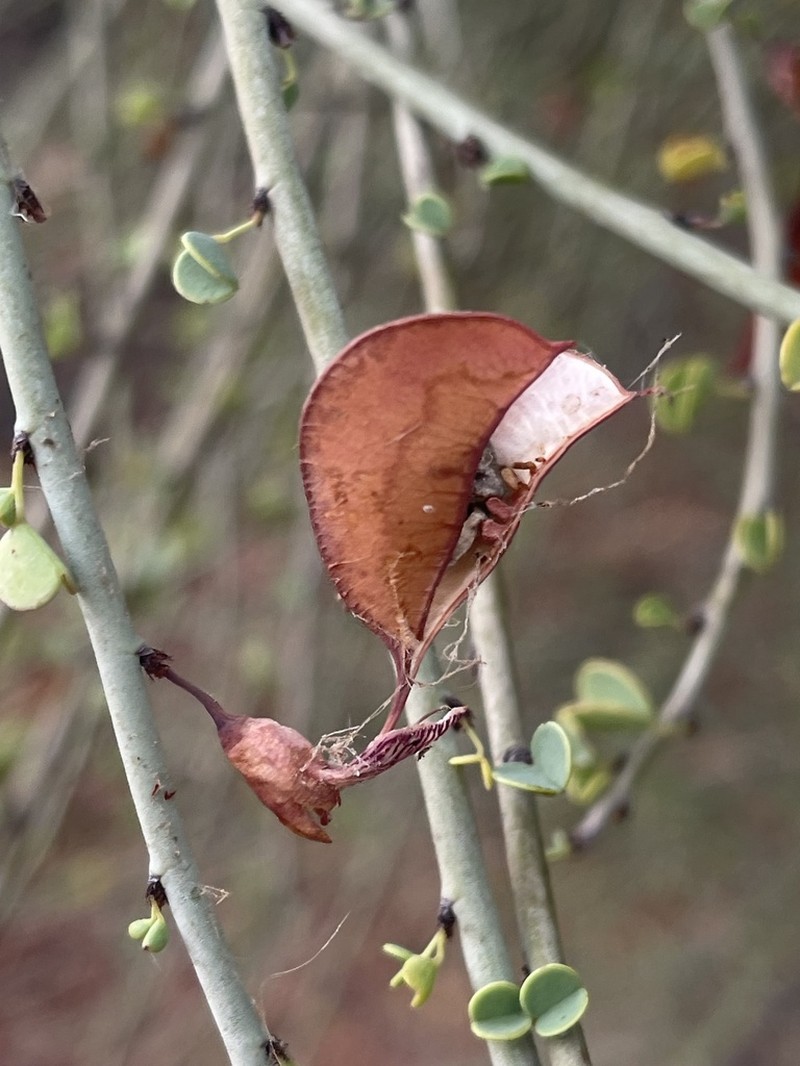 Adenolobus garipensis photo 5