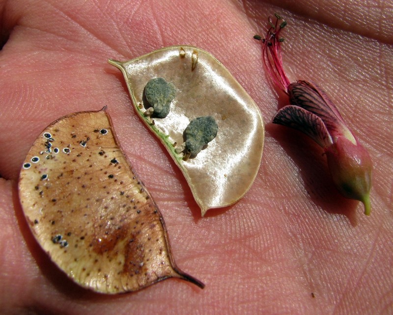 Adenolobus garipensis photo 8