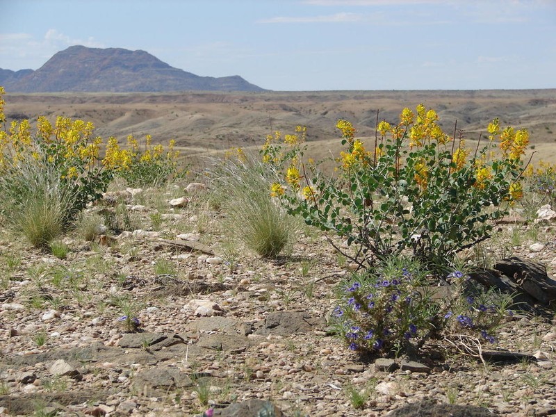 Adenolobus pechuelii