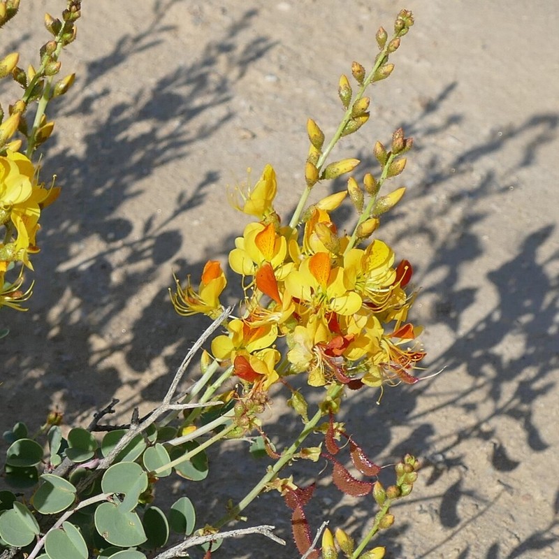 Adenolobus pechuelii photo 2