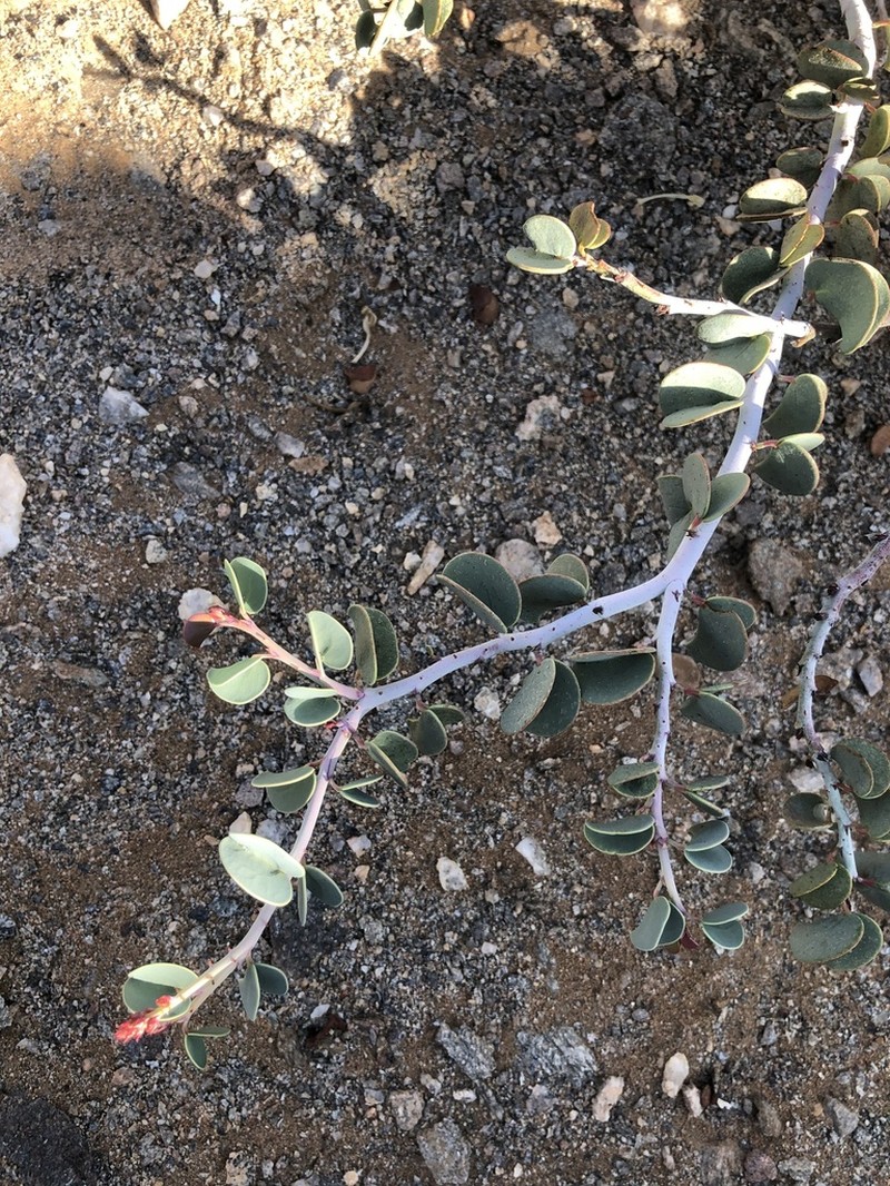 Adenolobus pechuelii photo 3