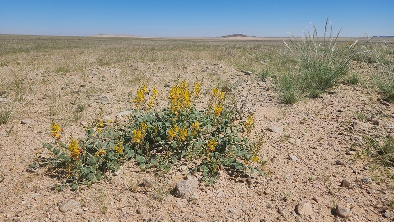 Adenolobus pechuelii photo 4