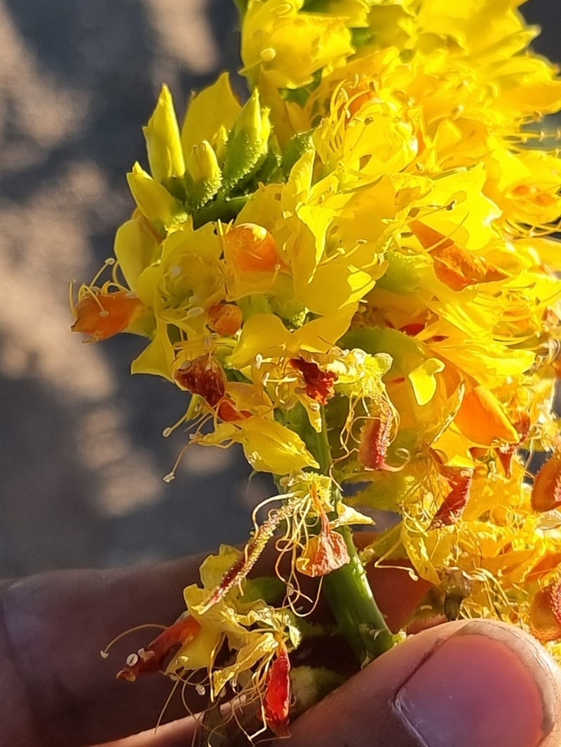 Adenolobus pechuelii photo 5
