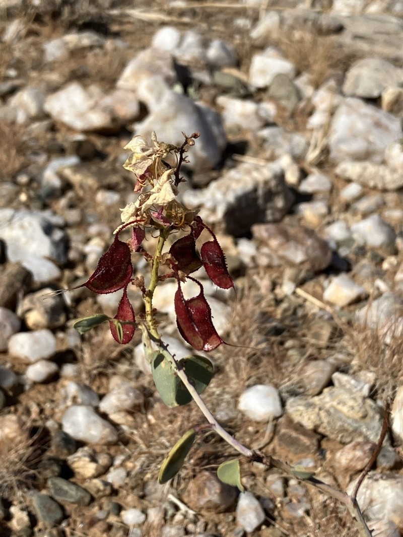 Adenolobus pechuelii photo 6