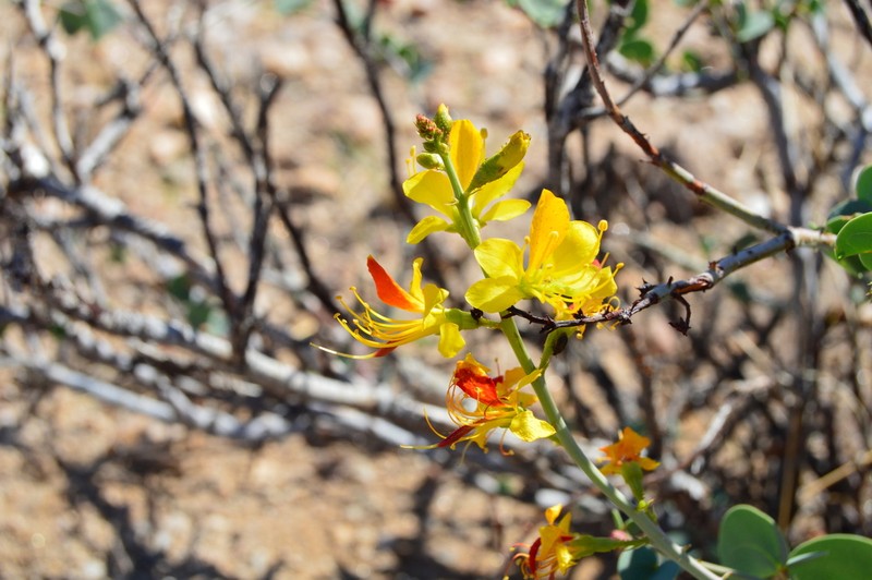 Adenolobus pechuelii photo 7