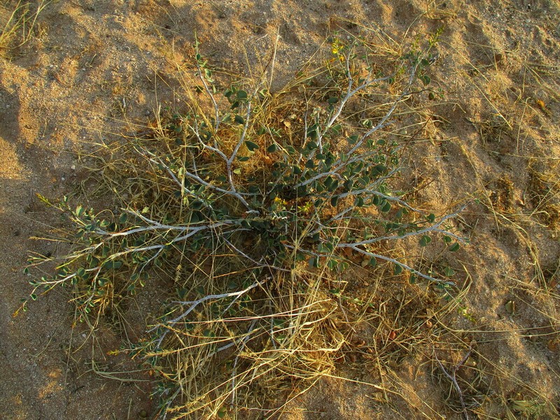 Adenolobus pechuelii photo 8