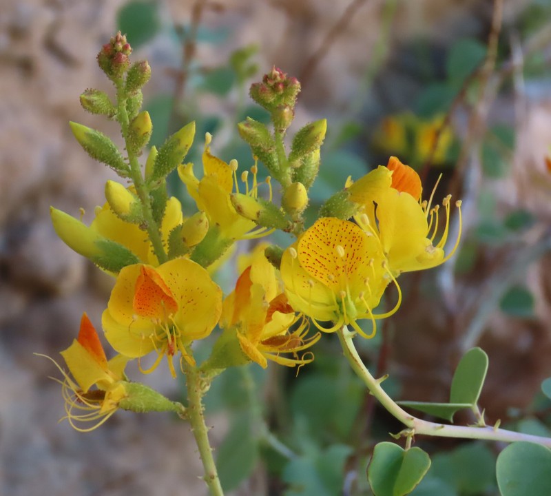Adenolobus pechuelii subsp. pechuelii photo 3