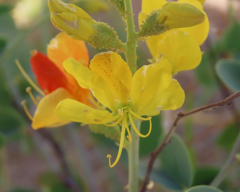 Adenolobus pechuelii subsp. pechuelii photo 4