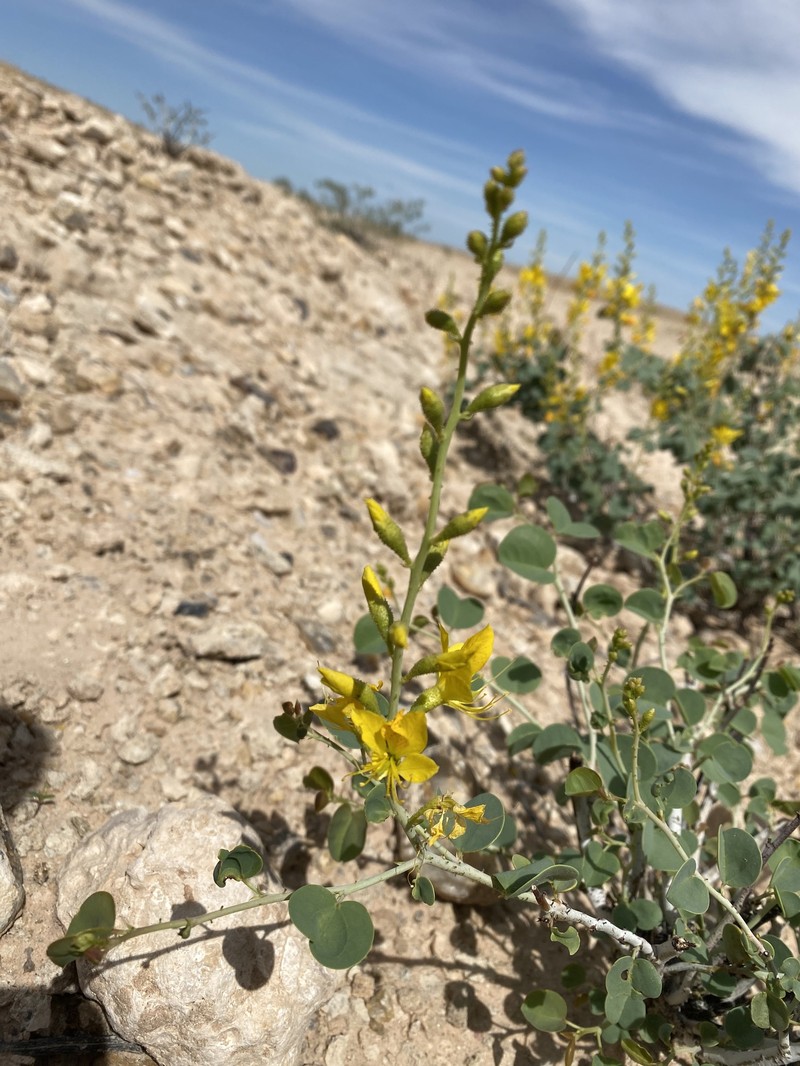 Adenolobus pechuelii subsp. pechuelii