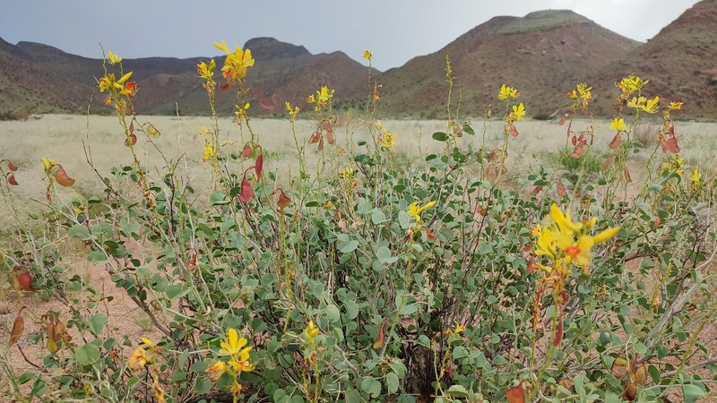 Adenolobus pechuelii subsp. pechuelii photo 2