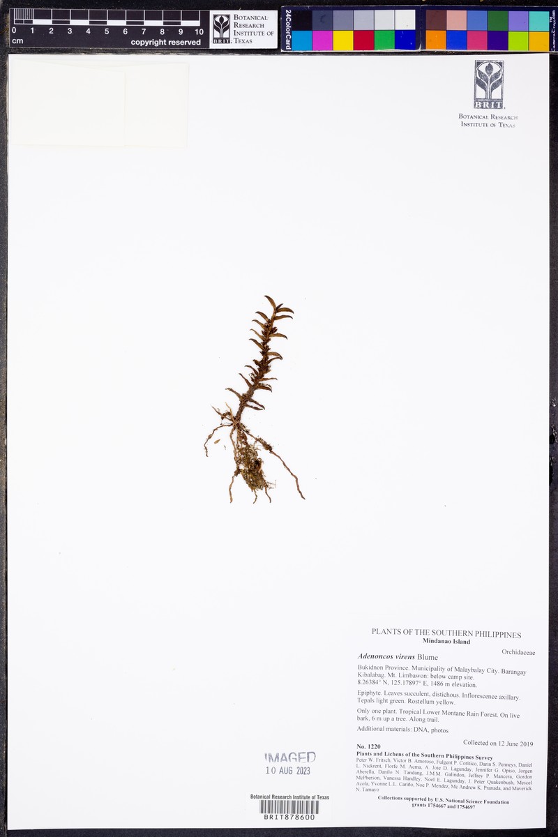 Adenoncos virens