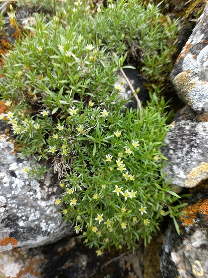 Adenonema cherleriae