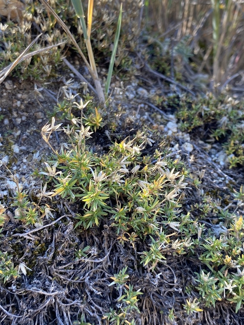 Adenonema cherleriae photo 2