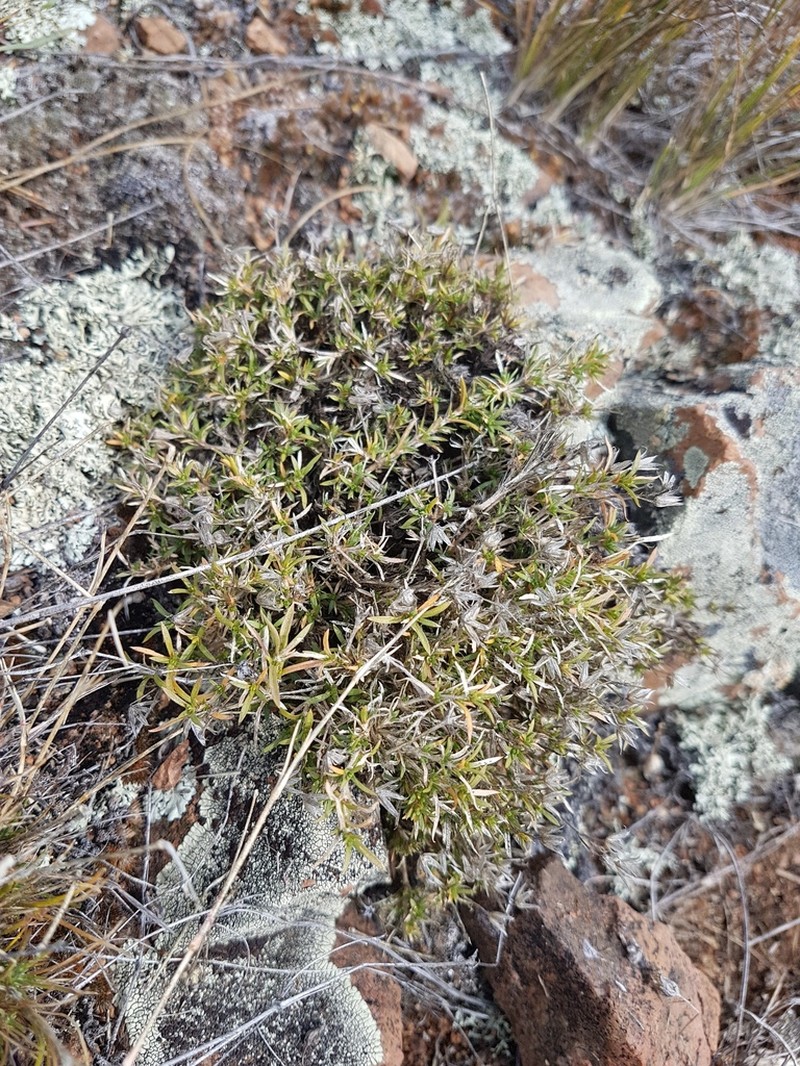 Adenonema cherleriae photo 3