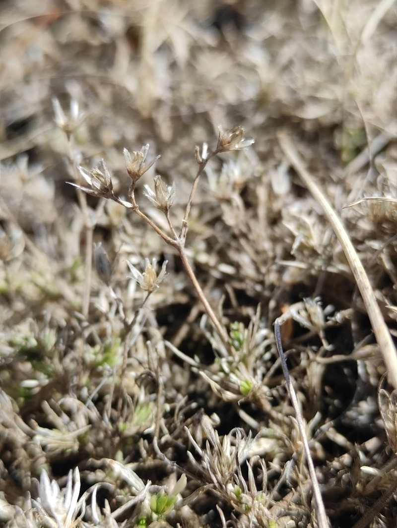 Adenonema cherleriae photo 4