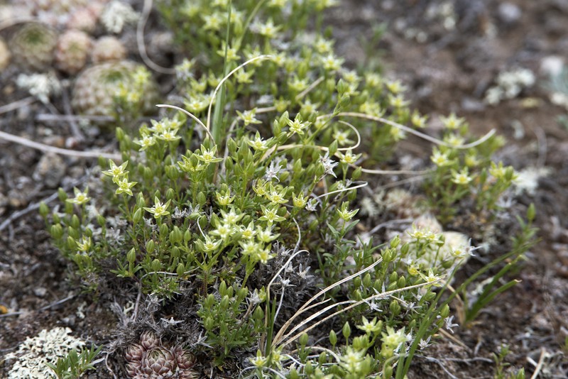 Adenonema cherleriae photo 5