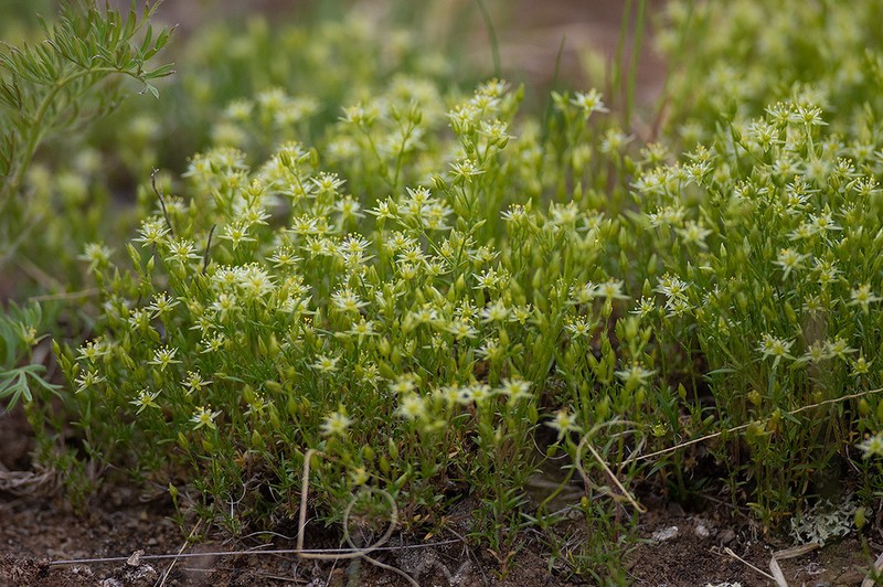 Adenonema cherleriae photo 6