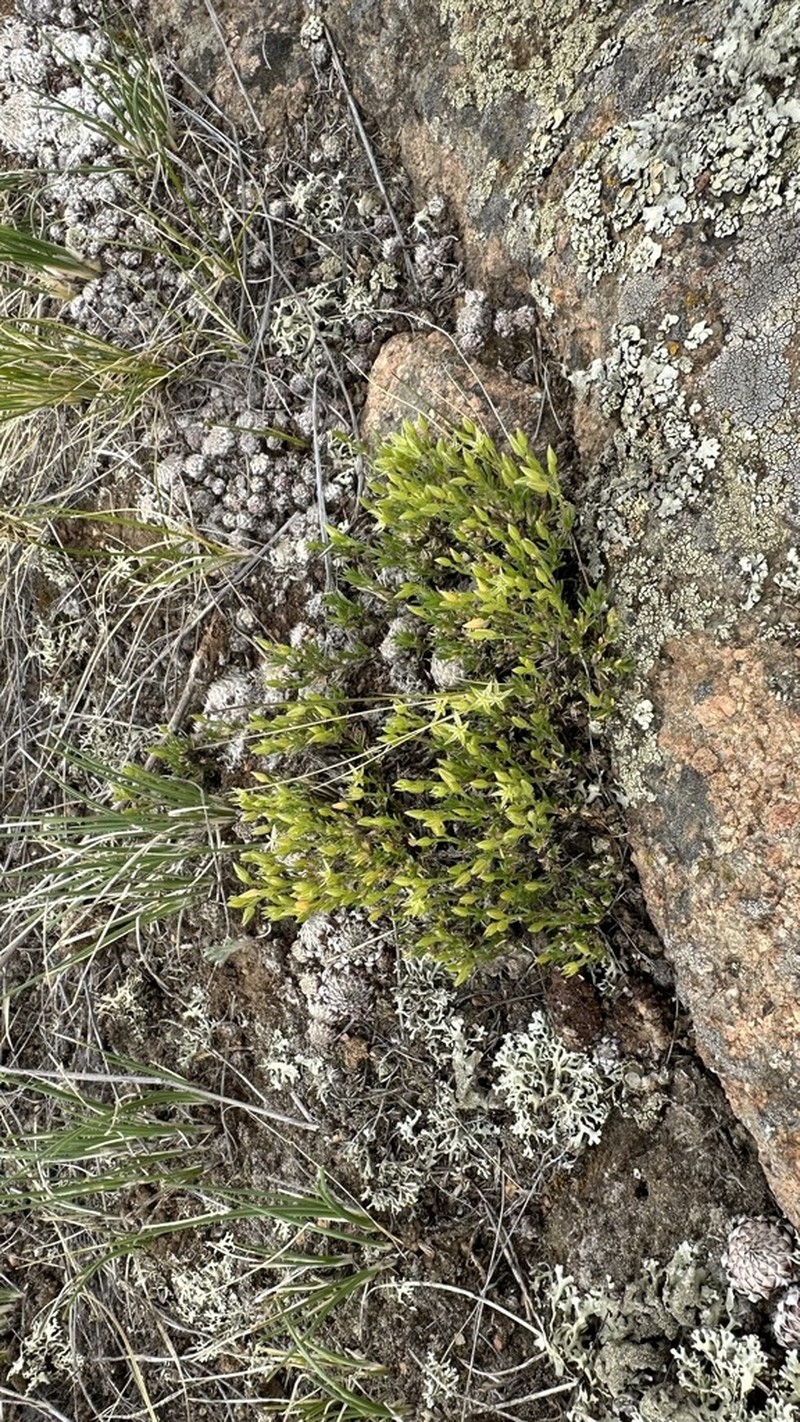 Adenonema cherleriae photo 7