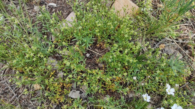 Adenonema cherleriae photo 8