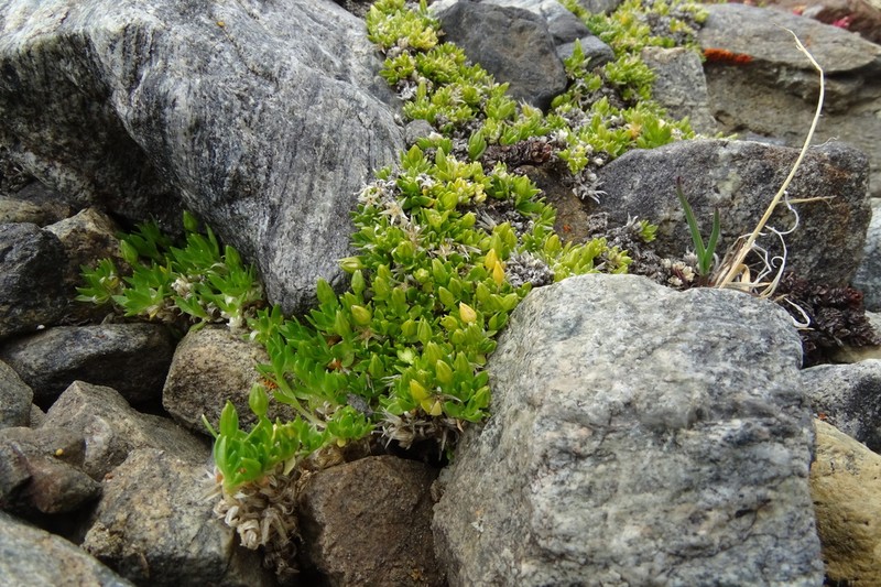 Adenonema petraeum