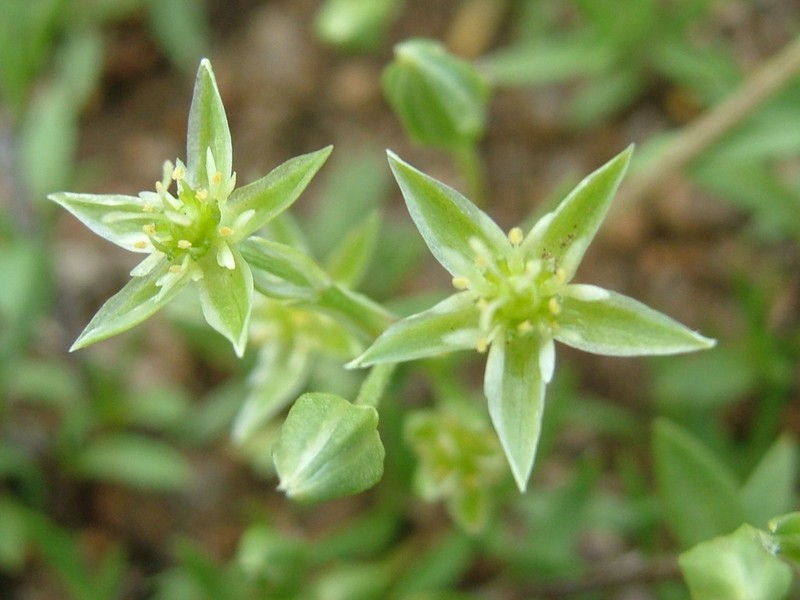 Adenonema petraeum photo 2