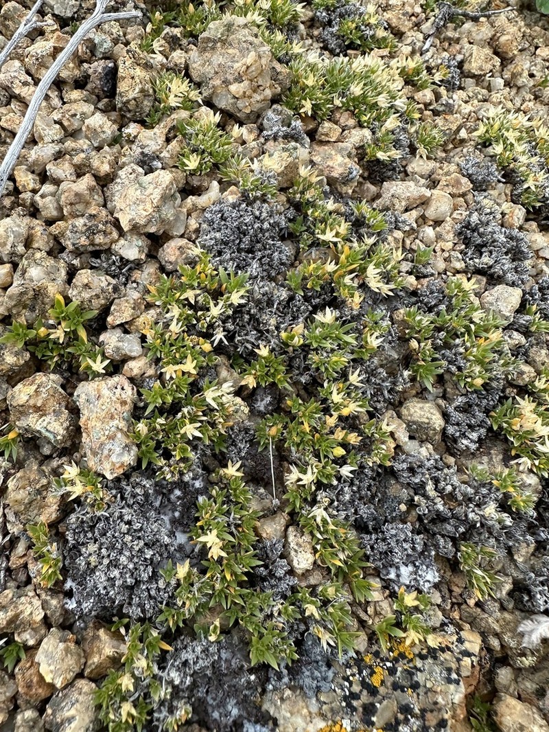 Adenonema petraeum photo 3